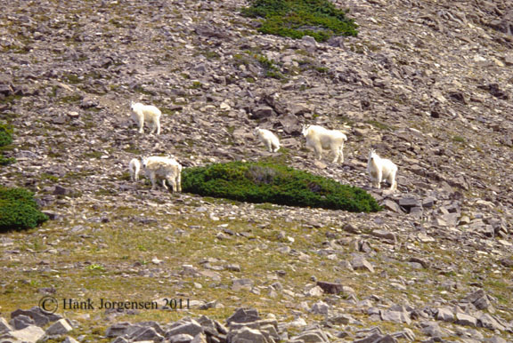 Hank Jorgensen Photo