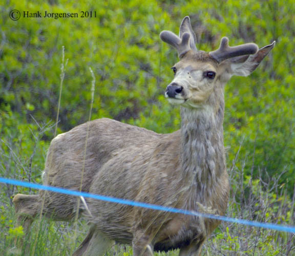 Hank Jorgensen Photo