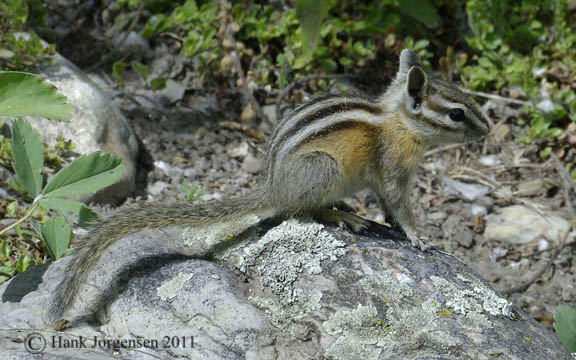 Hank Jorgensen Photo