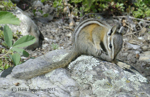 Hank Jorgensen Photo