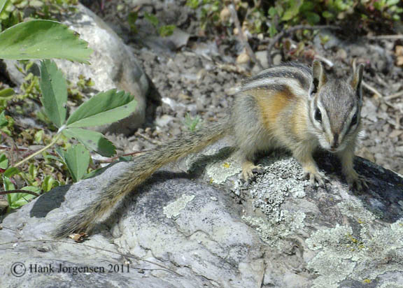 Hank Jorgensen Photo