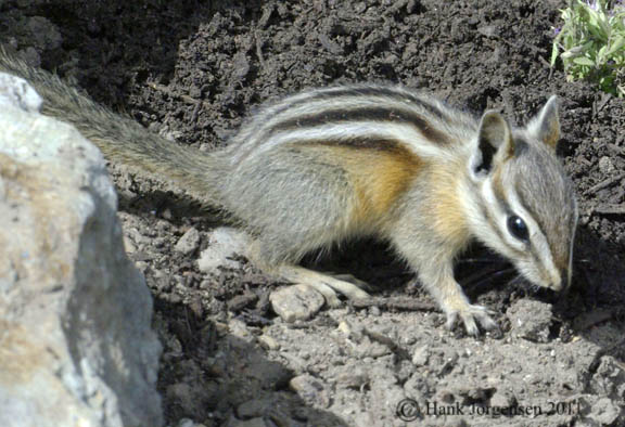 Hank Jorgensen Photo