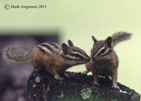 Hank Jorgensen Photo