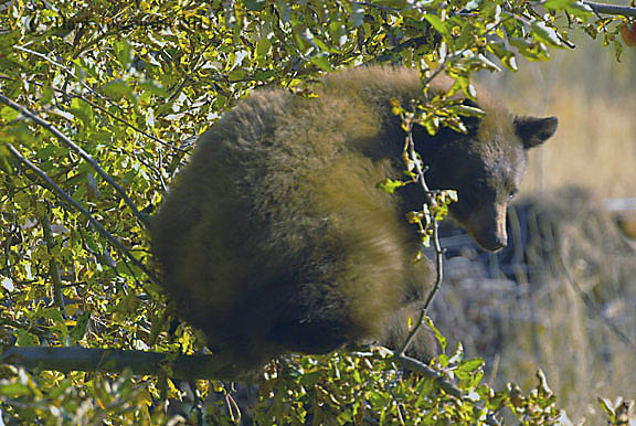 Hank Jorgensen Photo