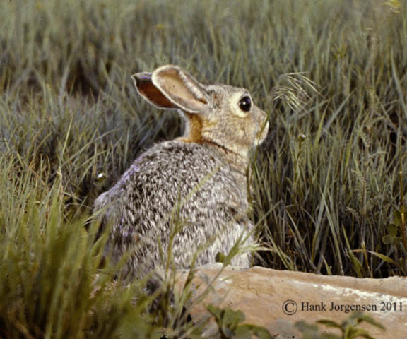 Hank Jorgensen Photo