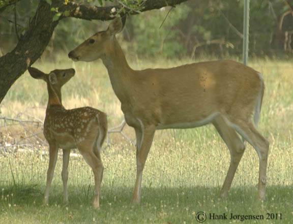 Hank Jorgensen Photo