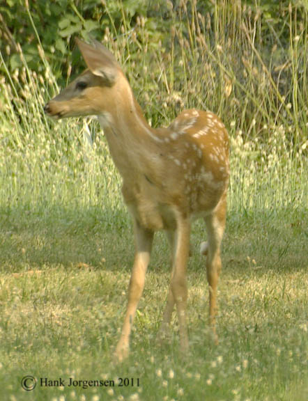 Hank Jorgensen Photo