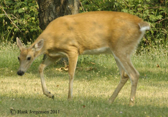 Hank Jorgensen Photo