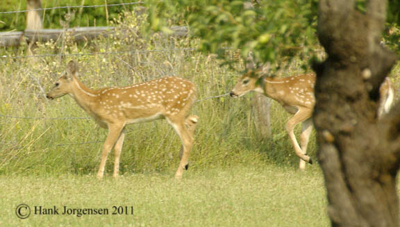Hank Jorgensen Photo