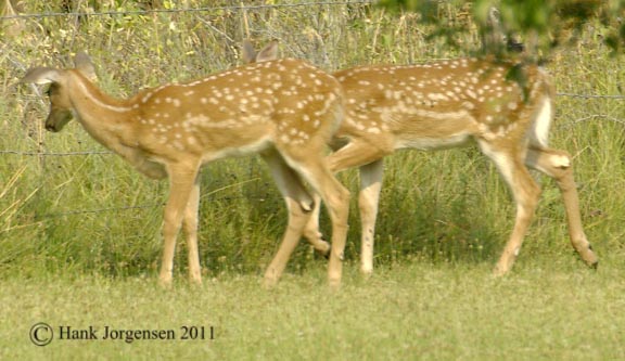 Hank Jorgensen Photo