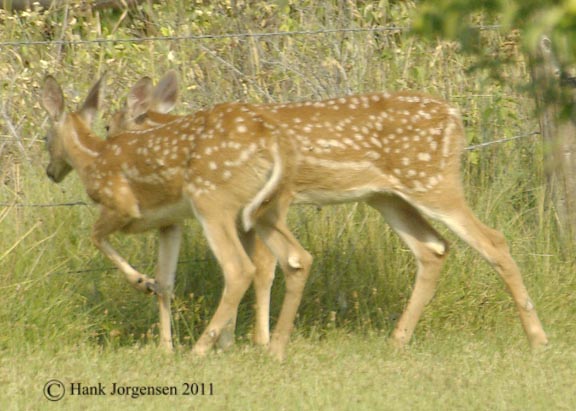 Hank Jorgensen Photo
