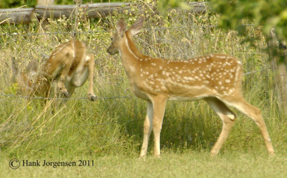 Hank Jorgensen Photo