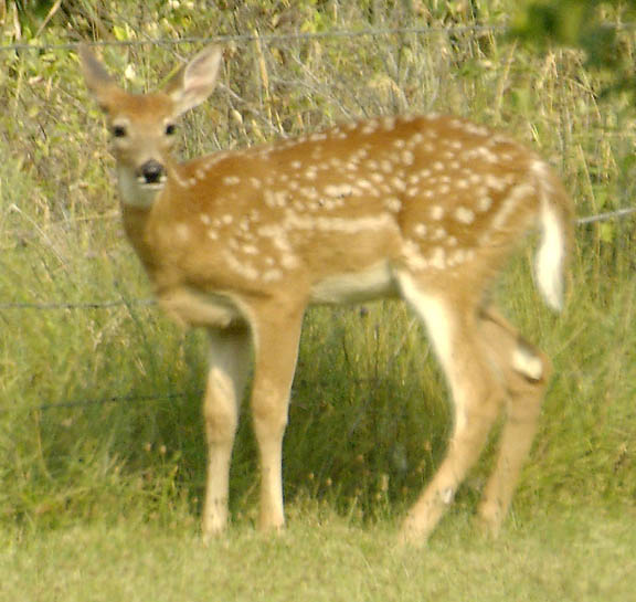 Hank Jorgensen Photo