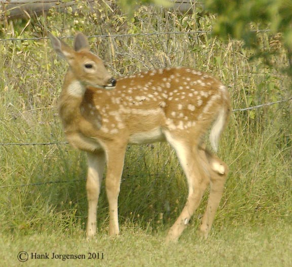 Hank Jorgensen Photo