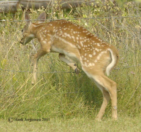 Hank Jorgensen Photo