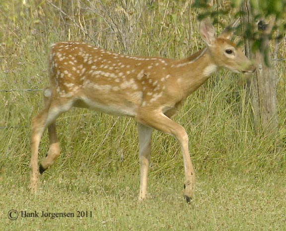 Hank Jorgensen Photo