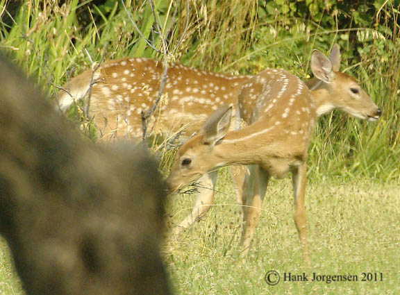 Hank Jorgensen Photo