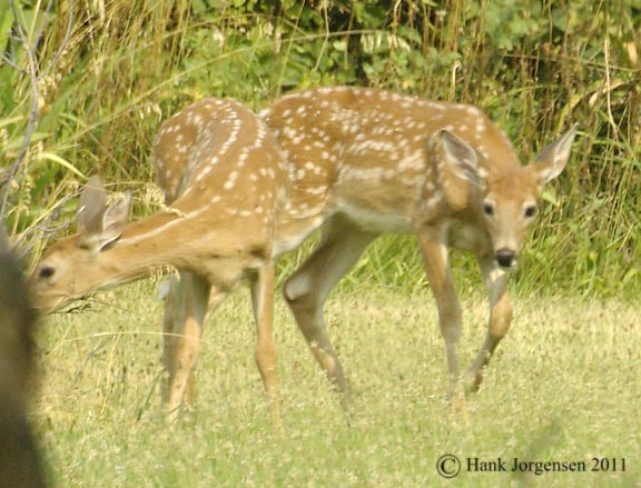 Hank Jorgensen Photo