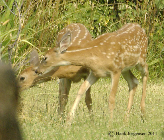 Hank Jorgensen Photo