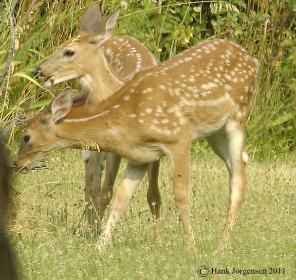 Hank Jorgensen Photo
