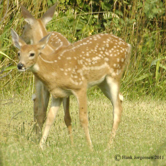 Hank Jorgensen Photo
