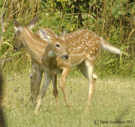 Hank Jorgensen Photo