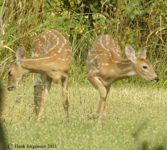Hank Jorgensen Photo