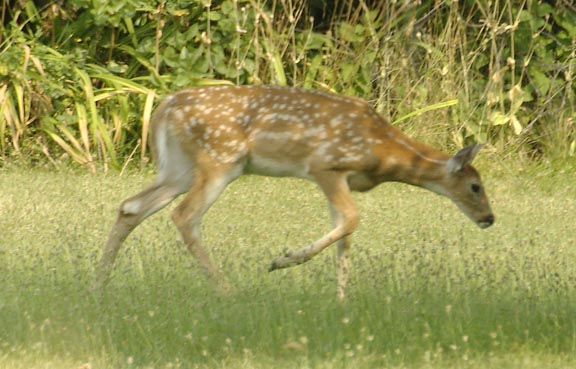 Hank Jorgensen Photo