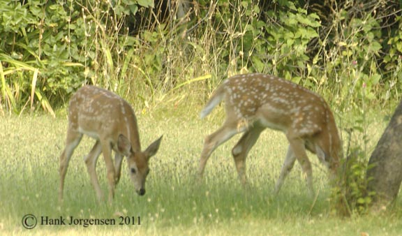 Hank Jorgensen Photo