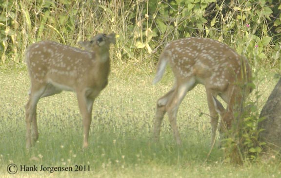 Hank Jorgensen Photo