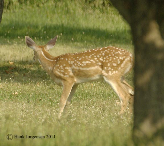 Hank Jorgensen Photo