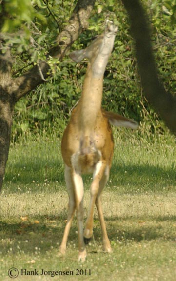 Hank Jorgensen Photo