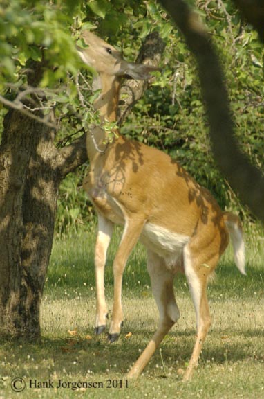 Hank Jorgensen Photo