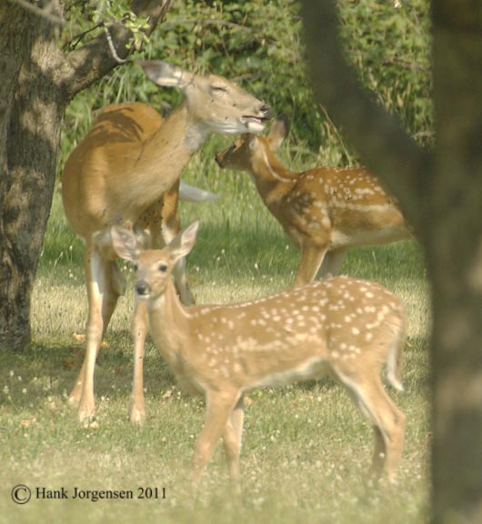 Hank Jorgensen Photo