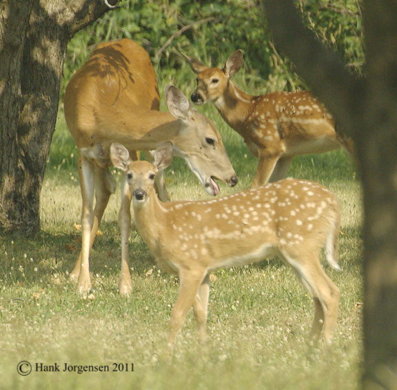 Hank Jorgensen Photo