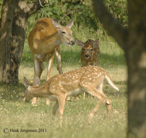 Hank Jorgensen Photo