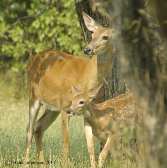 Hank Jorgensen Photo