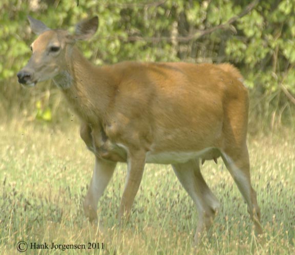 Hank Jorgensen Photo