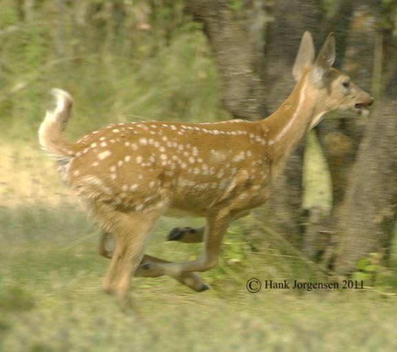 Hank Jorgensen Photo