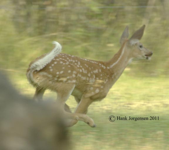 Hank Jorgensen Photo