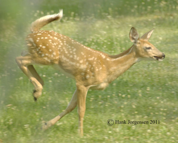 Hank Jorgensen Photo