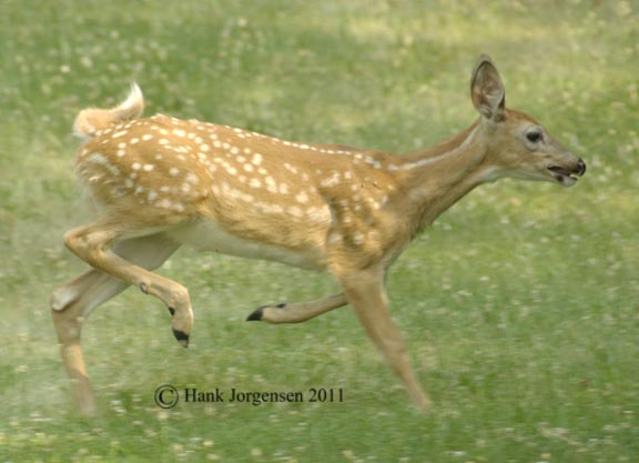 Hank Jorgensen Photo