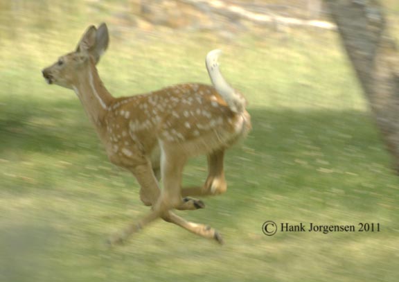 Hank Jorgensen Photo