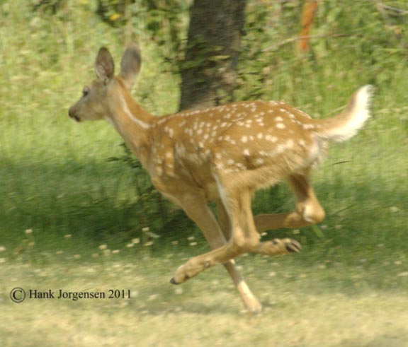 Hank Jorgensen Photo