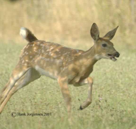 Hank Jorgensen Photo