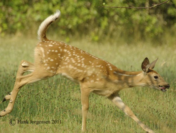 Hank Jorgensen Photo