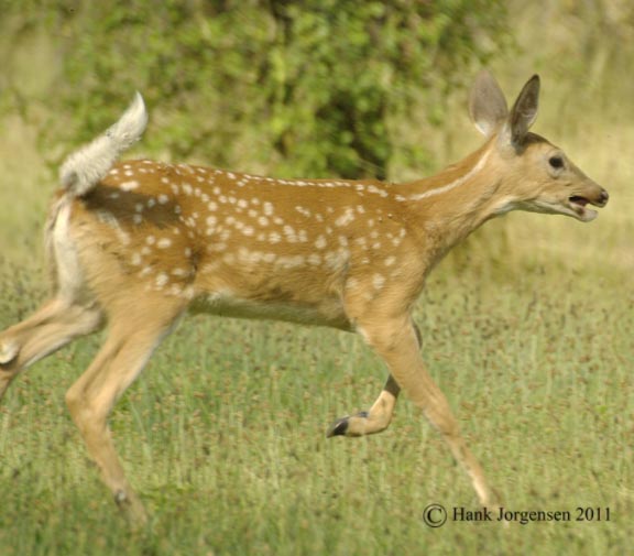 Hank Jorgensen Photo