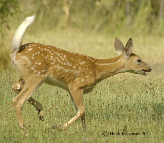Hank Jorgensen Photo