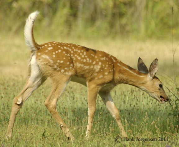 Hank Jorgensen Photo