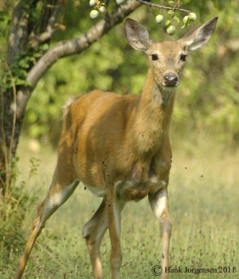 Hank Jorgensen Photo